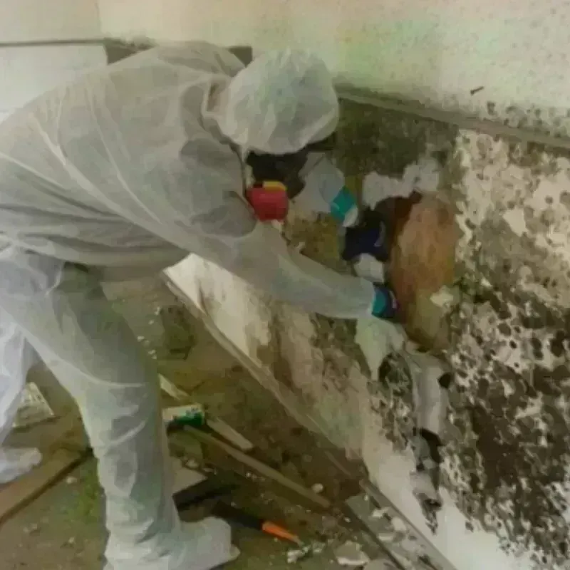 Mold Remediation and Removal in Madison County, KY